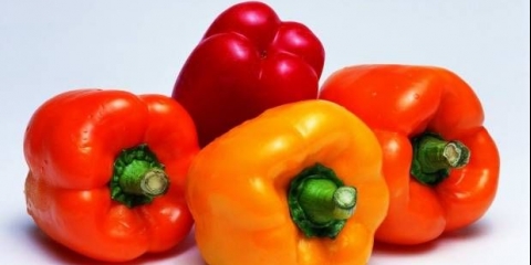 Bolesti sadnica paprike: uzroci i metode borbe